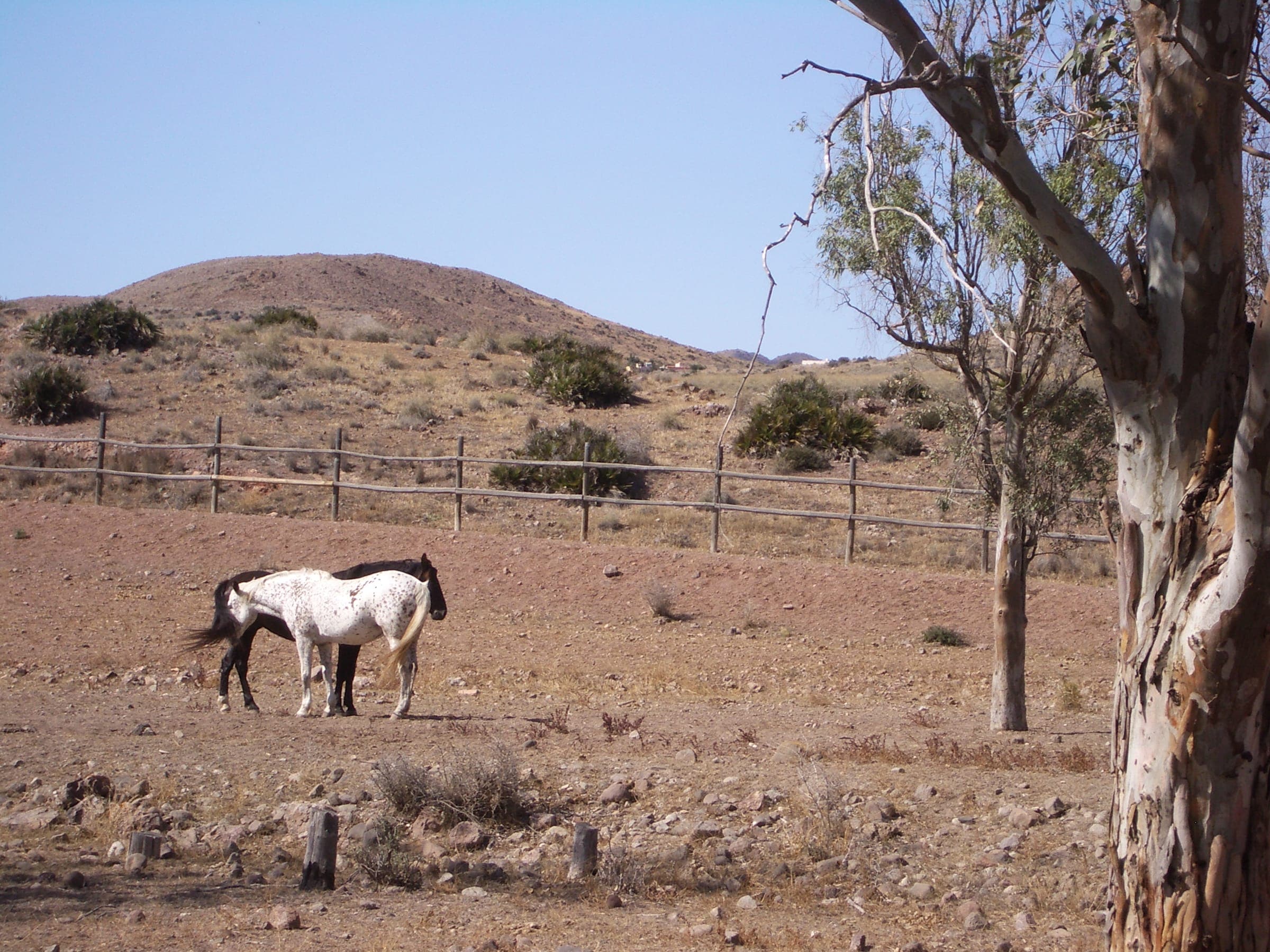 Caballos en el paisaje de Cabo de Gata